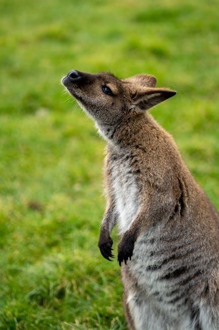 a field guide to the mammals of australia